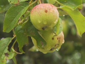 NARAVNA IN ORGANSKA KOZMETIKA